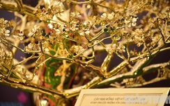 Mãn nhãn với cây mai được mạ hơn 120 chỉ vàng 24K tại Hà Nội