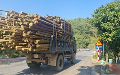 Thót tim với xe chở dăm gỗ, gỗ keo ngất ngưởng trên các tuyến đường đất Mỏ