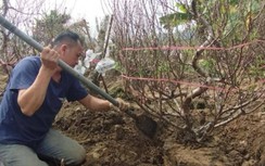 Ngày 30 Tết Quý Mão: Thủ phủ đào quất tăng giá bán vẫn cháy hàng