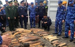 Lộ gần nửa tấn ngà voi trong container sừng bò nuôi nhập về cảng Lạch Huyện