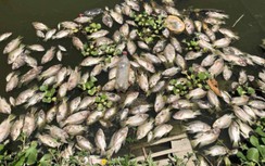 Thanh Hóa: Nước suối đen ngòm, cá tự nhiên chết bất thường