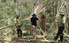 Gia Lai: Khởi tố vụ án lâm tặc đốn hạ gần 150 cây gỗ rừng