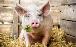 5 bộ phận chứa độc tố của lợn bị lầm tưởng là bổ dưỡng, ăn càng ít càng tốt