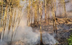 Hai cán bộ một công ty ở Kon Tum tử vong khi chữa cháy rừng bạch đàn