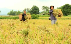 Luật Đất đai (sửa đổi): Tránh nhập khẩu gạo, phải giữ 3,5 triệu ha đất lúa