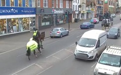 Cảnh sát Anh dùng ngựa tuần tra để phát hiện người lái xe dùng điện thoại