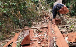 Xót xa hàng loạt cây cổ thụ trong rừng phòng hộ tại Bình Định bị đốn hạ