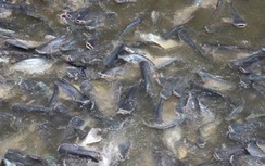 An Giang: Kỳ lạ một khúc sông có đàn cá hơn 100 tấn đổ về sinh sống
