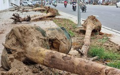 Hàng cây chết khô ở đường Huỳnh Thúc Kháng kéo dài đã bị nhổ bỏ để thay thế