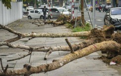 Vì sao cây chết hàng loạt trên tuyến đường Huỳnh Thúc Kháng kéo dài?