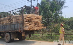 Quảng Ngãi: Xe chở gỗ keo có dấu hiệu quá tải, quá khổ bùng phát trở lại