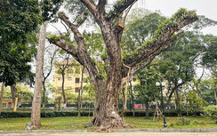 Cận cảnh loạt cây cổ thụ hàng trăm năm ở công viên Bách Thảo chết khô