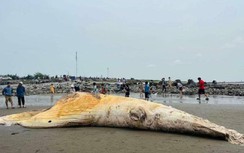 Xác cá voi dài hơn 10m, nặng 5 tấn trôi dạt vào bờ biển Nam Định