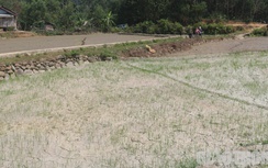 Quảng Ngãi: Thủy điện chặn dòng, đồng ruộng nứt nẻ, dân thiếu nước uống