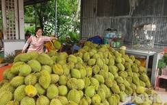 Chuyên gia nói về việc cho sầu riêng “tắm” nước tăng lực để trái chín đều