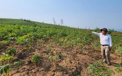 Quảng Trị: Hơn 12 năm ròng rã đòi 30ha đất bị chiếm