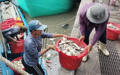 Cà Mau: Cần 749 tỷ đồng xây cảng cá, khu neo đậu cho tàu vào trú bão