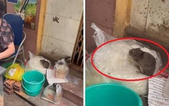 Sự thật đoạn clip chuột ngồi ăn trên túi bún trong quán vỉa hè ở Hà Nội