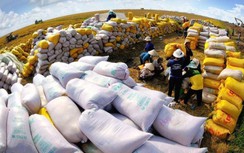 Ấn Độ chính thức cấm xuất khẩu gạo, Bộ Công thương chỉ đạo nóng