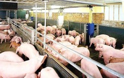 Giá lợn hơi liên tiếp tăng, còn lên mức nào?