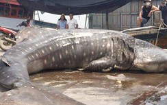 Cận cảnh cá lạ nặng hơn 2 tấn dạt vào bờ biển ở Nghệ An