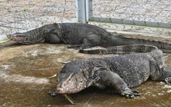 Thả 9 con kỳ đà hoa, 2 con mèo rừng về môi trường tự nhiên ở Cà Mau