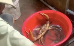 Con cua biển khủng ở Sóc Trăng được bán với giá 2,35 triệu đồng/kg