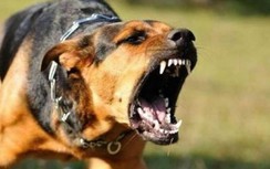 4 người tại Đồng Nai bị chó phát bệnh dại cắn