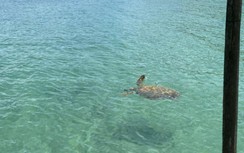 Rùa biển quý bất ngờ xuất hiện ở Cô Tô