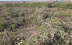 Nam Định chỉ đạo xử nghiêm việc hút cát, chặt cây ở Vườn quốc gia Xuân Thủy