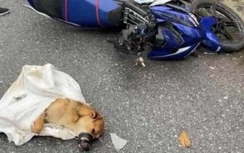 Công an vào cuộc vụ va chạm giao thông, lộ tang vật trộm chó tại Bắc Ninh