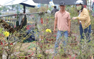 TP.HCM: Hoa Tết bình dân “cháy hàng”, mai mini vài chục nghìn đồng hút khách