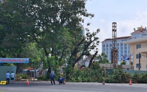 Di dời 14 cây xanh, gỡ điểm nghẽn dự án Thư viện Cần Thơ sau một năm ì ạch