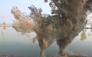 Sau trận lũ kinh hoàng, nhiều cây xanh tại Pakistan bị bao bọc bởi mạng nhện dày đặc