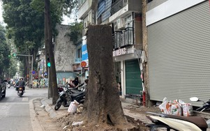 Chuyển công an điều tra vụ cây sao đen chết khô trên phố ở Hà Nội