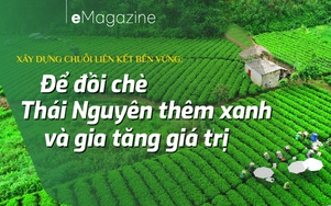 Để đồi chè Thái Nguyên thêm xanh và gia tăng giá trị