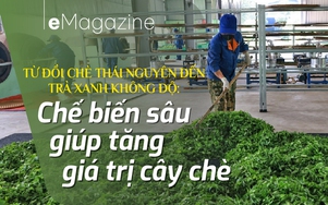 Chế biến sâu giúp tăng giá trị cây chè