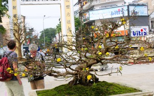 Hàng trăm cội hoàng mai khoe dáng bên bờ sông Hương trước thềm xuân mới