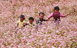 Tuyên Quang: Chuẩn bị tổ chức Lễ hội hoa Tam Giác Mạch lần thứ XI