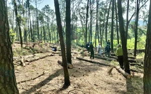 Lợi dụng tận thu để phá rừng thông ở Nghệ An: Đủ căn cứ sẽ chuyển hồ sơ sang công an