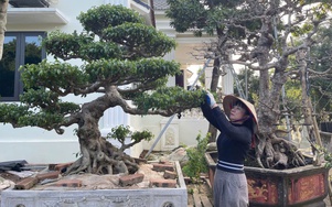 Hưng Yên thúc đẩy kinh tế nông thôn từ “mỏ vàng xanh”