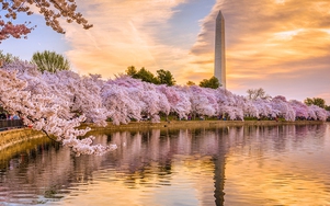 Ngắm hoa anh đào nở đẹp như mơ bên hồ Tidal Basin