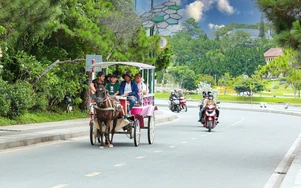 Dừng dịch vụ xe ngựa dạo quanh hồ Xuân Hương, Đà Lạt