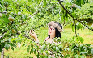 Mận Bắc Hà căng tròn, óng ả níu chân du khách