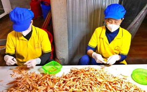 Tôm khô Cà Mau tất bật vào vụ Tết