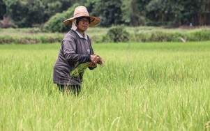 Hỗn loạn sau lệnh cấm xuất khẩu gạo: Láng giềng Việt Nam hứng chịu đầu tiên