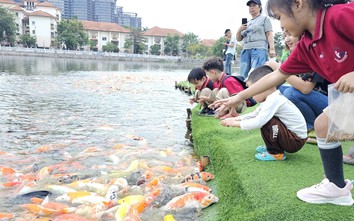 Hà Nội: Người dân tranh thủ ngắm cá koi hồ Đầm Đông trước khi bị di chuyển