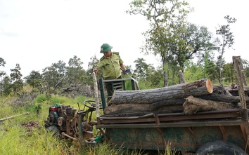 Gia Lai: Lâm tặc quần thảo bốn lần trong hơn một tuần, rừng phòng hộ tan hoang