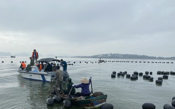 Cưỡng chế loạt công trình nuôi trồng thủy sản trái phép trên vịnh Hạ Long