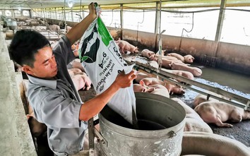 Vì sao giá lợn hơi giảm mạnh dịp Tết?